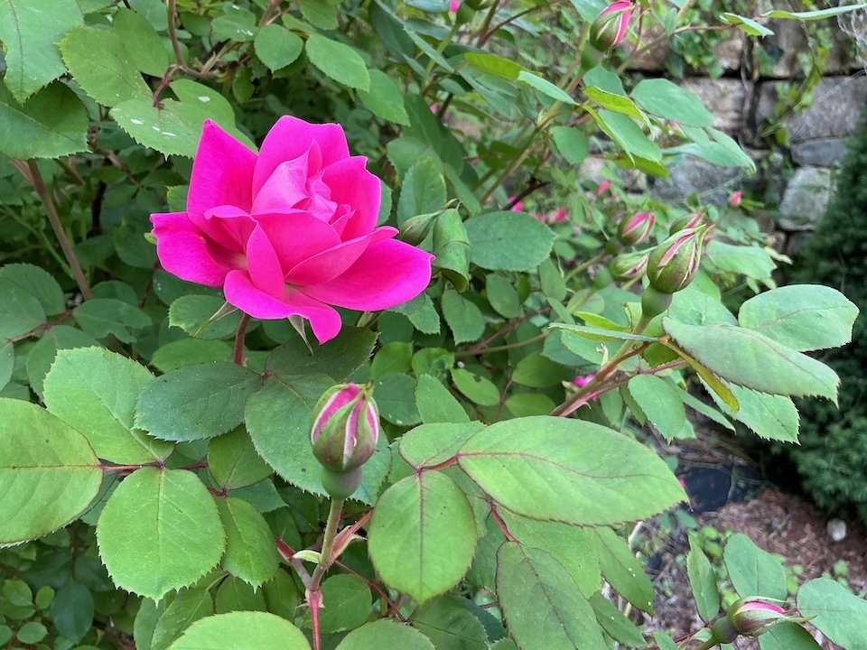 Apple iPad Pro 2024 09