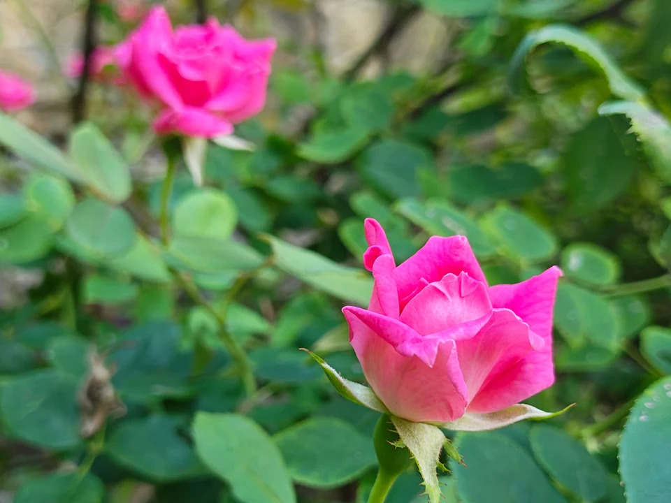 Motorola Razr 2024 14