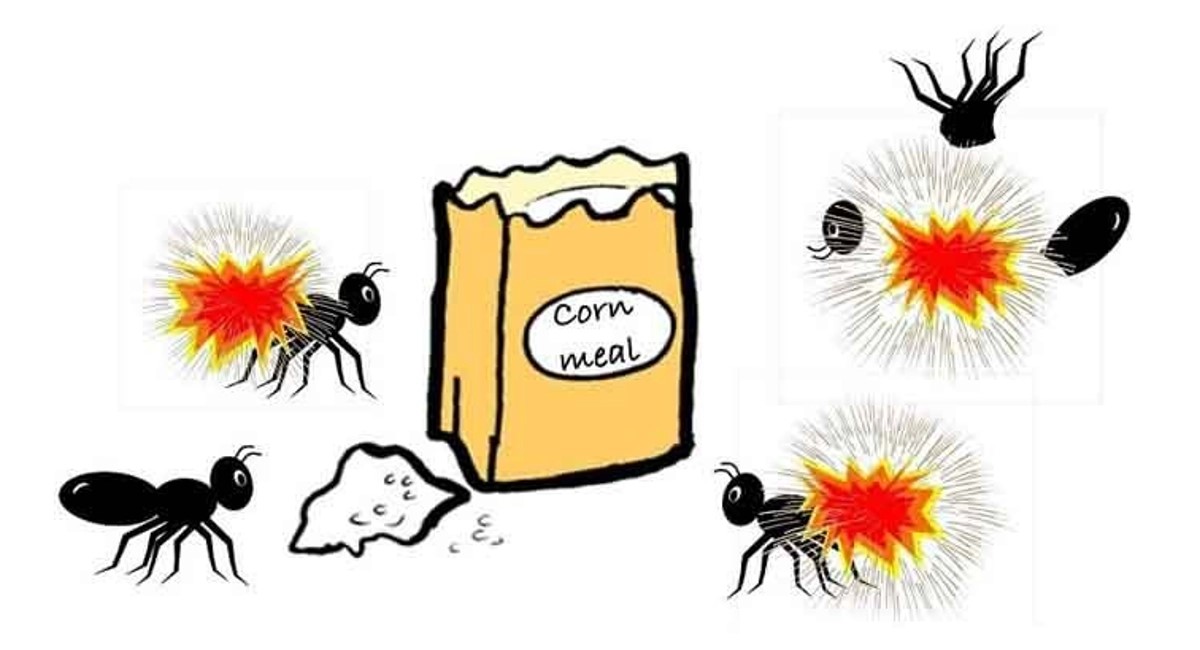 Cách xử lý kiến chui vào laptop hiệu quả an toàn 25 Dat bay kien an toan